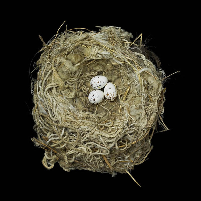 Masterpieces of natural architecture - bird nests