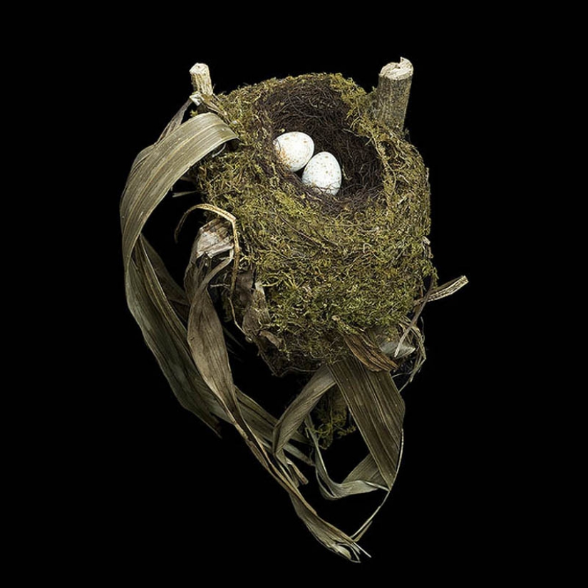 Masterpieces of natural architecture - bird nests