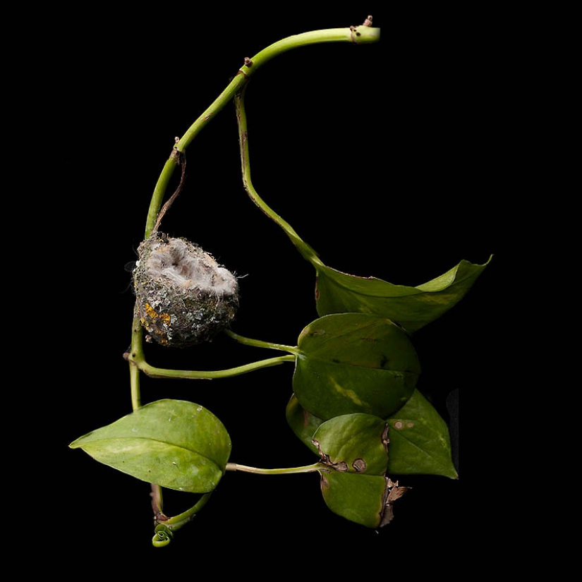 Masterpieces of natural architecture - bird nests
