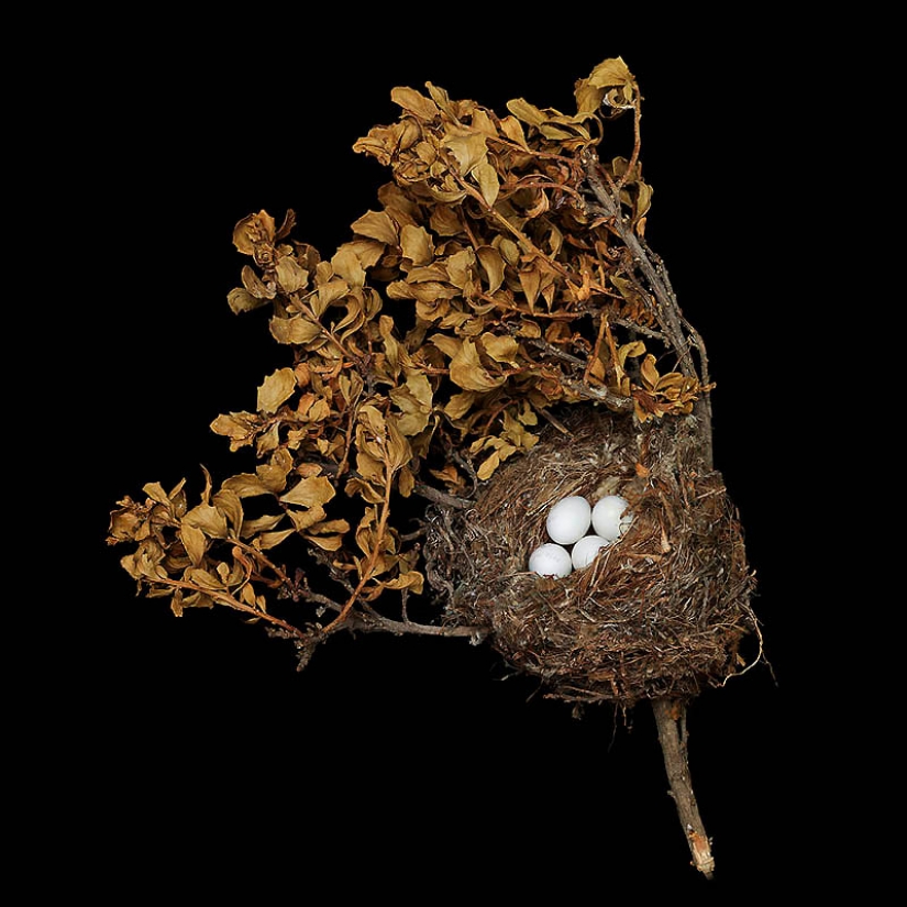 Masterpieces of natural architecture - bird nests