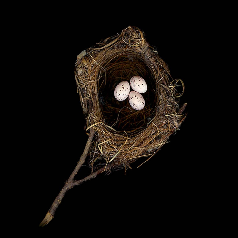 Masterpieces of natural architecture - bird nests