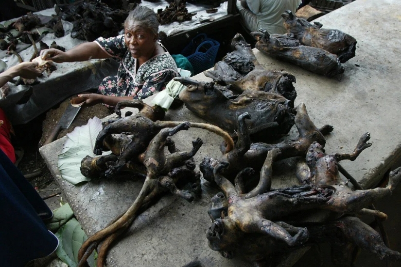 Medicamentos caseros de animales exóticos puede causar una epidemia peor que Covid-19 Medicamentos caseros de animales exóticos puede causar una epidemia peor que Covid-19