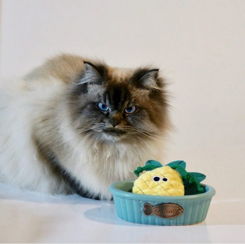 Meet Merlin, the cat who hates everything and everyone