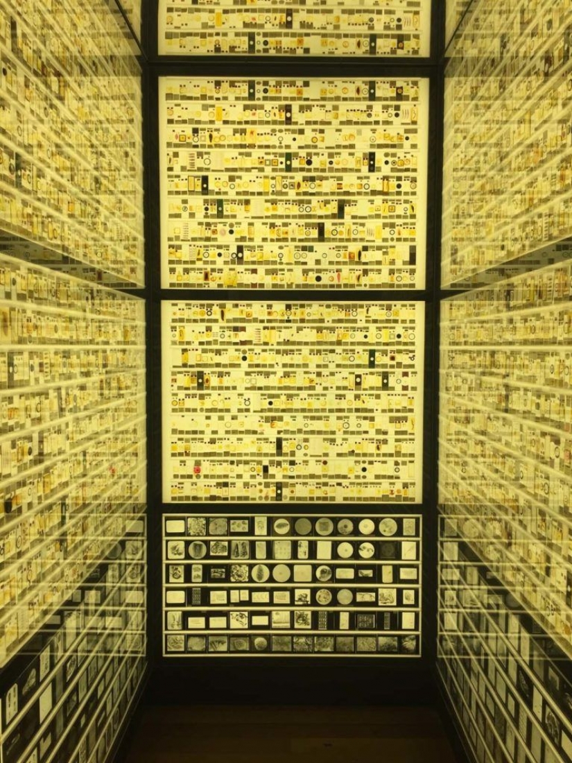 Micrarium: Museo de animales microscópicos Micrarium: Museo de animales microscópicos