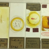 Micrarium: Museo de animales microscópicos