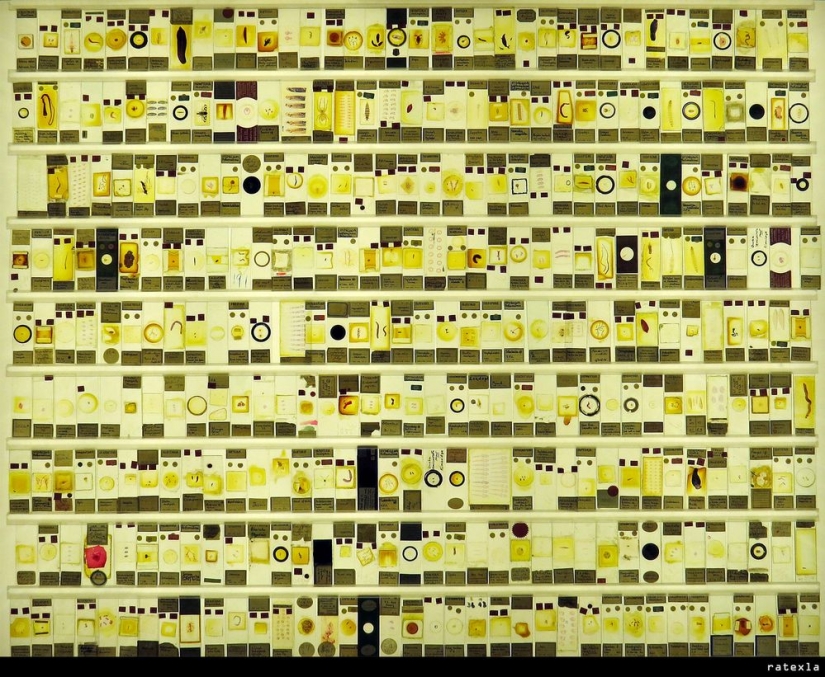 Micrarium: Museo de animales microscópicos Micrarium: Museo de animales microscópicos