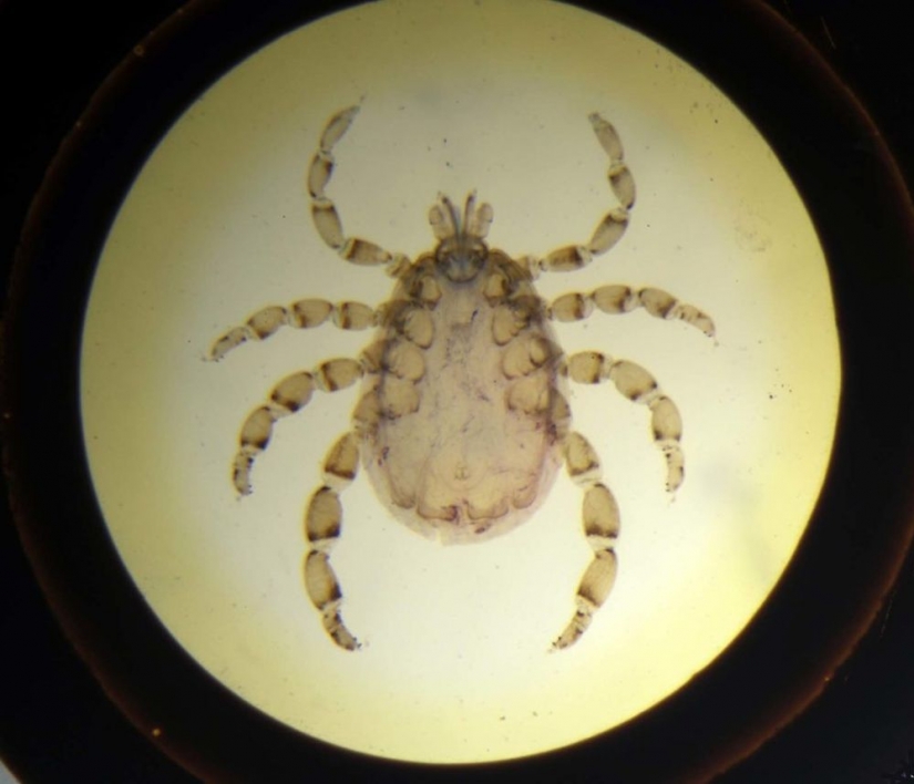 Micrarium: Museo de animales microscópicos Micrarium: Museo de animales microscópicos