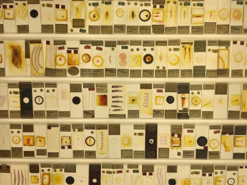 Micrarium: Museum of Microscopic Animals Micrarium: Museum of Microscopic Animals