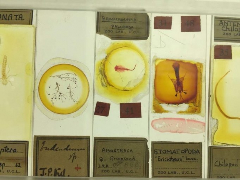 Micrarium: Museum of Microscopic Animals Micrarium: Museum of Microscopic Animals