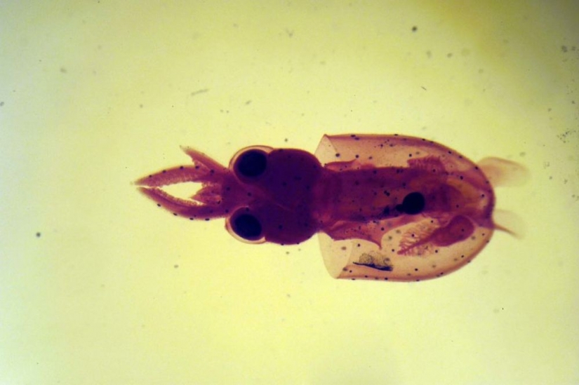 Micrarium: Museum of Microscopic Animals Micrarium: Museum of Microscopic Animals