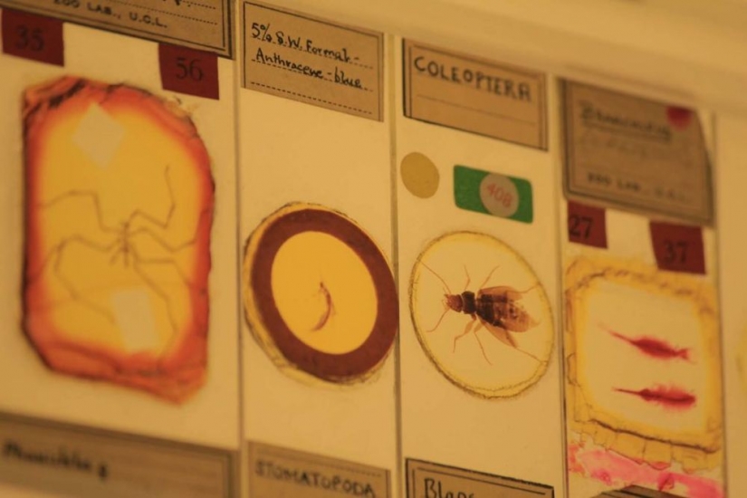 Micrarium: Museum of Microscopic Animals Micrarium: Museum of Microscopic Animals