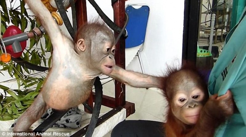 Milagrosamente sobrevivir bebé orangután conocimos y... quiero darle un beso! Milagrosamente sobrevivir bebé orangután conocimos y... quiero darle un beso!