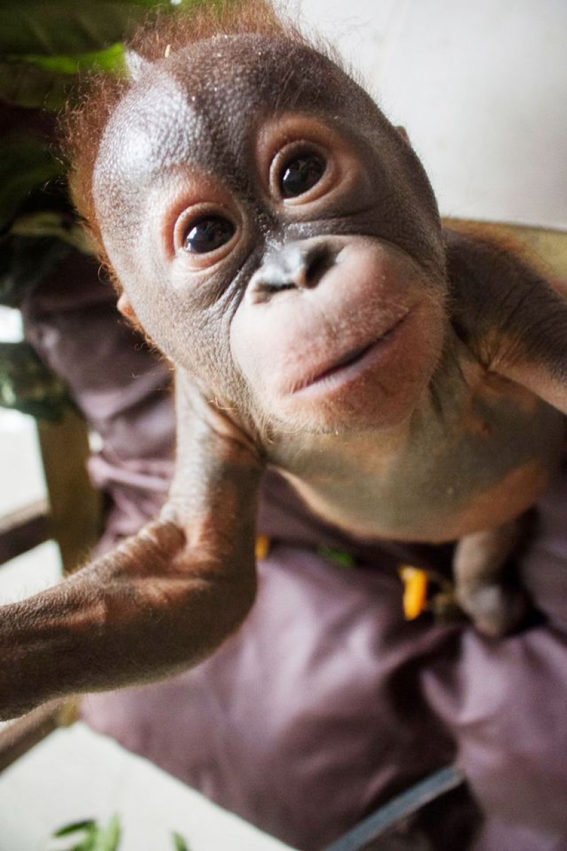 Milagrosamente sobrevivir bebé orangután conocimos y... quiero darle un beso! Milagrosamente sobrevivir bebé orangután conocimos y... quiero darle un beso!