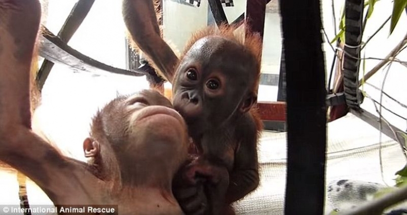 Milagrosamente sobrevivir bebé orangután conocimos y... quiero darle un beso! Milagrosamente sobrevivir bebé orangután conocimos y... quiero darle un beso!