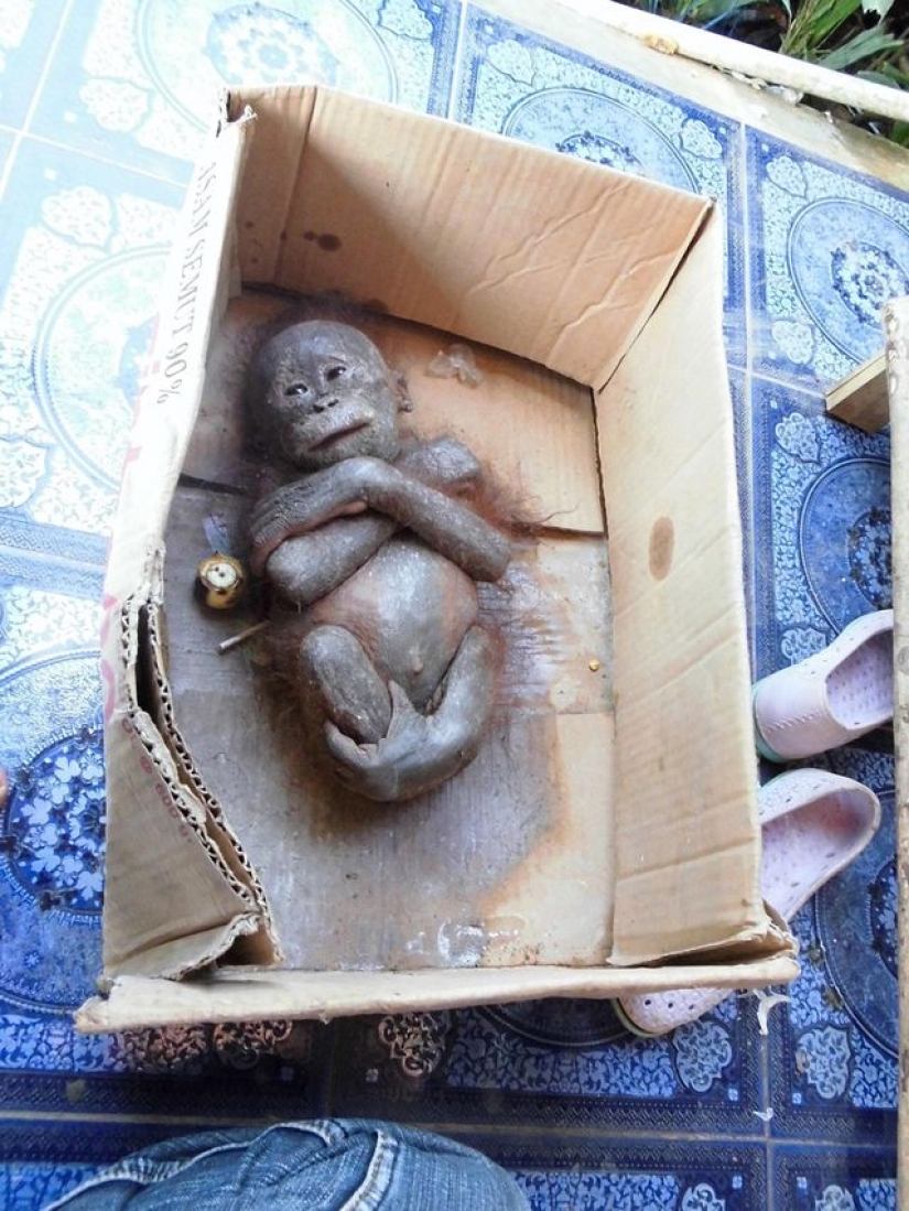 Milagrosamente sobrevivir bebé orangután conocimos y... quiero darle un beso! Milagrosamente sobrevivir bebé orangután conocimos y... quiero darle un beso!