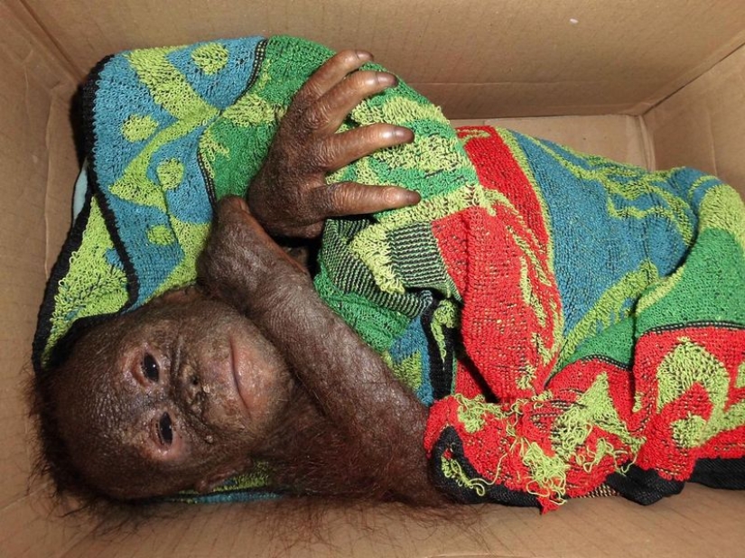 Milagrosamente sobrevivir bebé orangután conocimos y... quiero darle un beso! Milagrosamente sobrevivir bebé orangután conocimos y... quiero darle un beso!