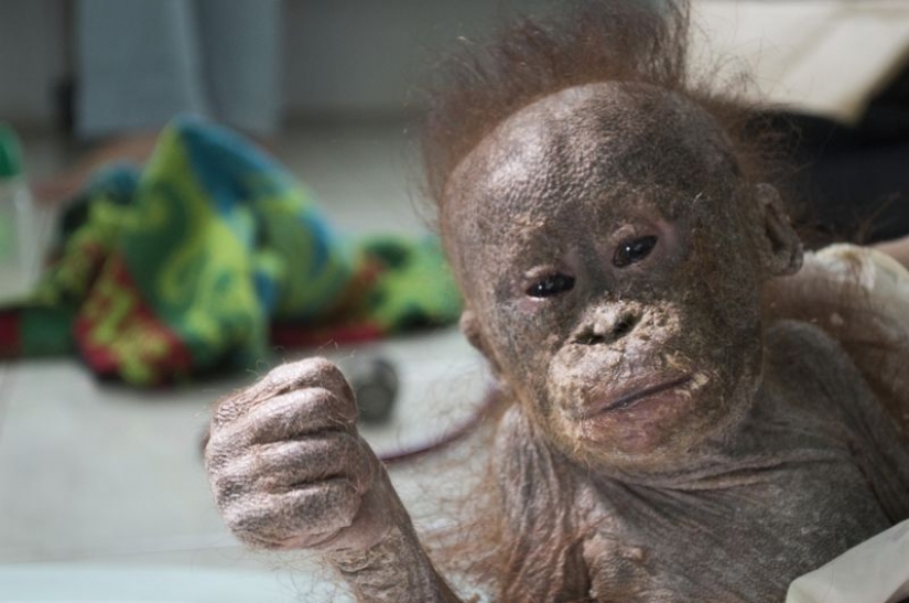 Milagrosamente sobrevivir bebé orangután conocimos y... quiero darle un beso! Milagrosamente sobrevivir bebé orangután conocimos y... quiero darle un beso!