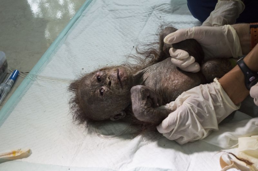 Milagrosamente sobrevivir bebé orangután conocimos y... quiero darle un beso! Milagrosamente sobrevivir bebé orangután conocimos y... quiero darle un beso!