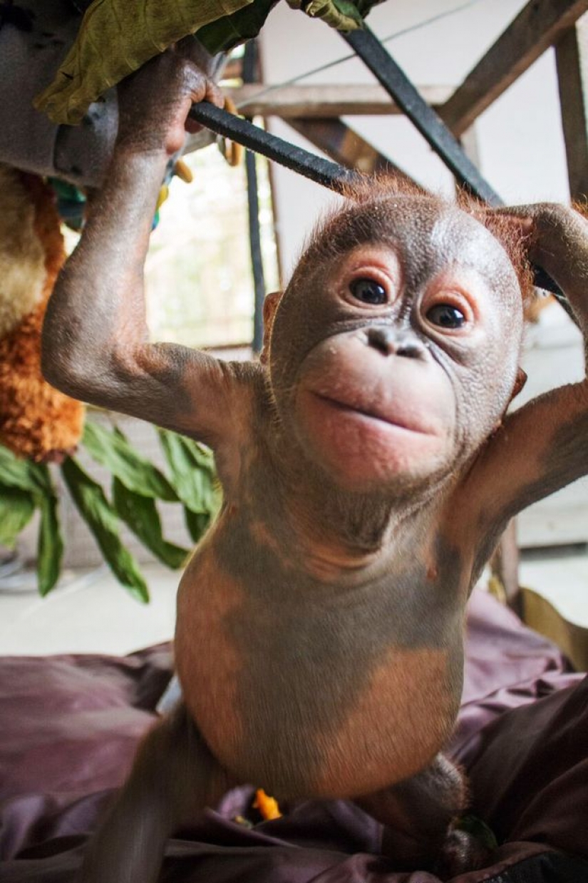 Milagrosamente sobrevivir bebé orangután conocimos y... quiero darle un beso! Milagrosamente sobrevivir bebé orangután conocimos y... quiero darle un beso!
