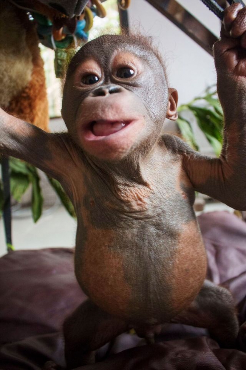 Miraculously surviving baby orangutan first met and... I want to kiss him!