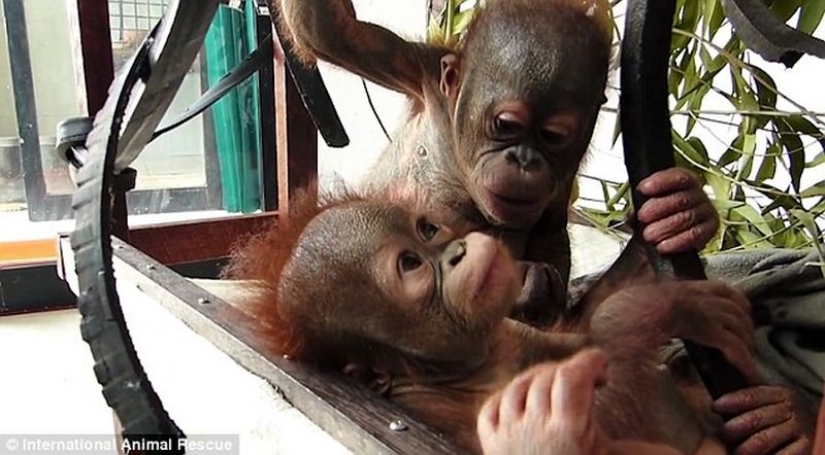 Miraculously surviving baby orangutan first met and... I want to kiss him!