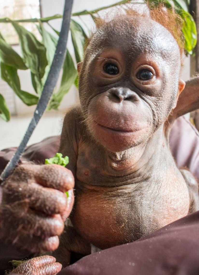 Miraculously surviving baby orangutan first met and... I want to kiss him!