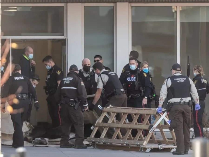 Moose irrumpió en una escuela canadiense a través de una ventana y comenzó un pogrom Moose irrumpió en una escuela canadiense a través de una ventana y comenzó un pogrom