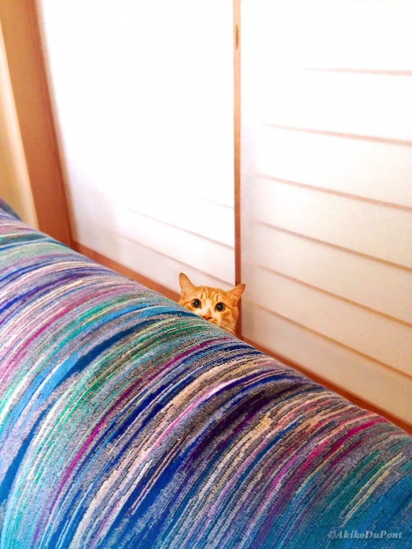 Mujer japonesa trajo a su abuelo de vuelta a la vida dándole un gatito