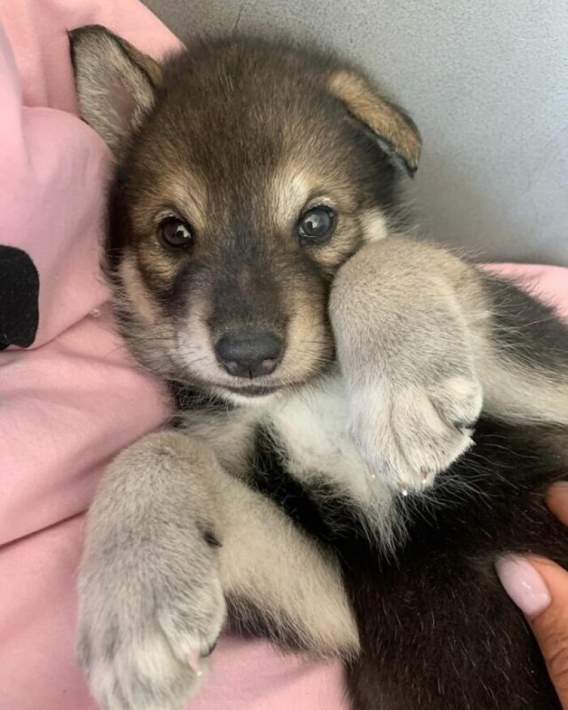 Mujer rusa salvó un pequeño cachorro de lobo y consiguió un amigo leal