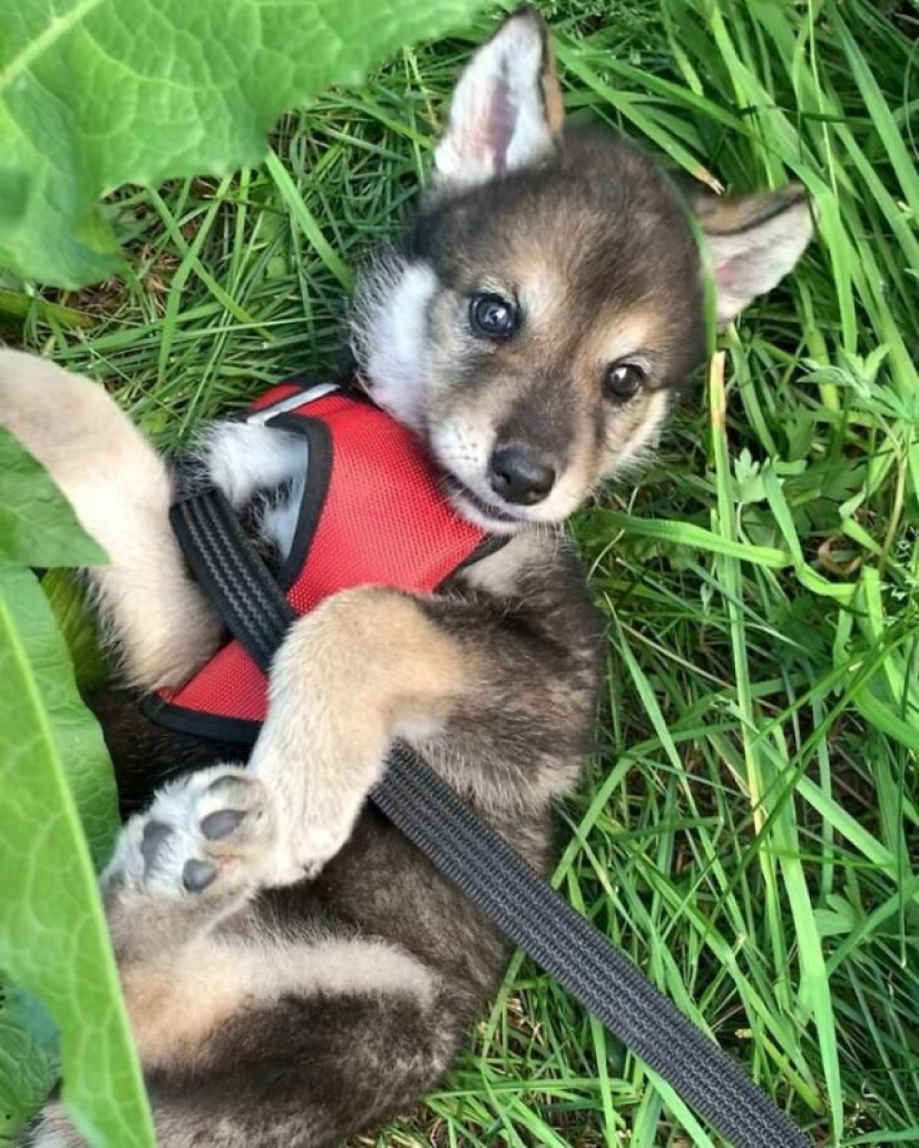 Mujer rusa salvó un pequeño cachorro de lobo y consiguió un amigo leal