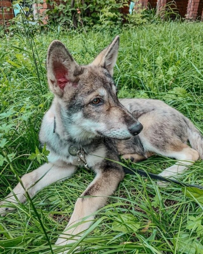 Mujer rusa salvó un pequeño cachorro de lobo y consiguió un amigo leal