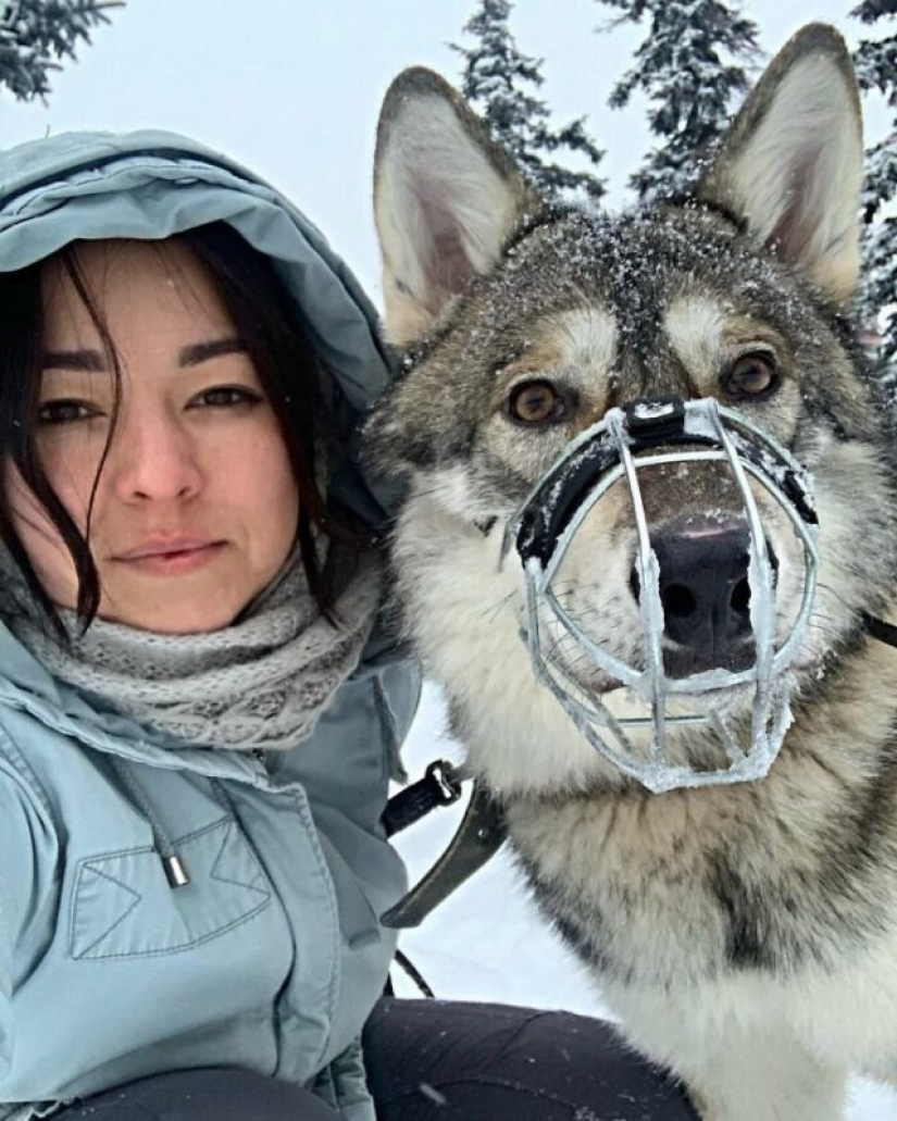 Mujer rusa salvó un pequeño cachorro de lobo y consiguió un amigo leal