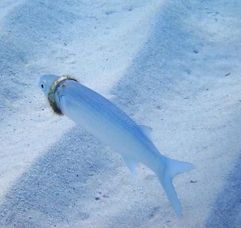 Mullet ahora usa anillo de boda perdido por turista australiano