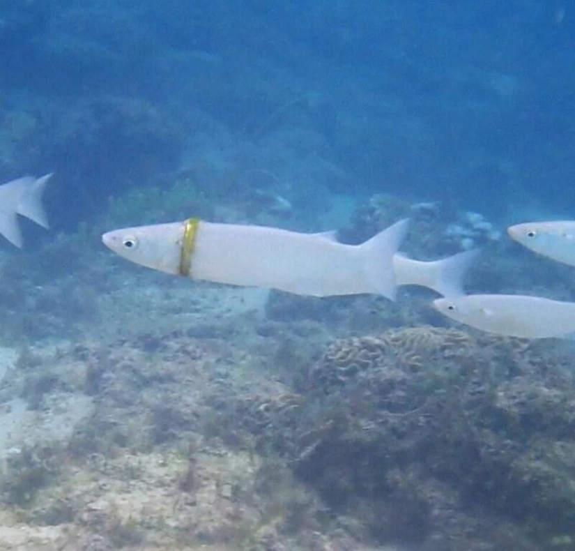 Mullet now wears wedding ring lost by Australian tourist Mullet now wears wedding ring lost by Australian tourist