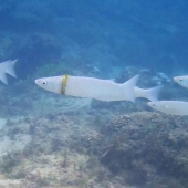 Mullet now wears wedding ring lost by Australian tourist