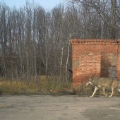 Mysterious and wild Chernobyl got snapped biologist