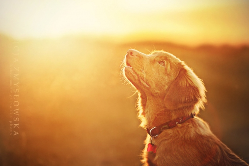 Nadie ha hecho retratos tan geniales de perros