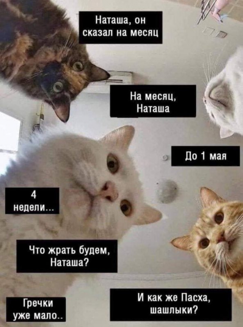 "Natasha, get up, we dropped everything": where did the memes about Natasha and cats come from, which are now literally everywhere "Natasha, get up, we dropped everything": where did the memes about Natasha and cats come from, which are now literally everywhere