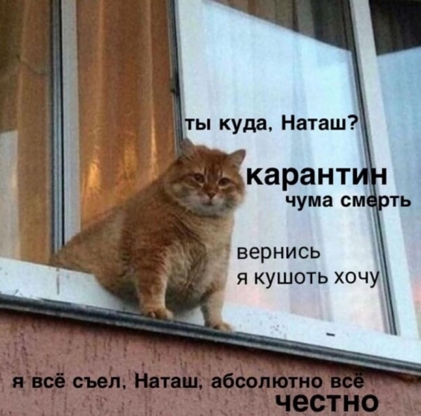 "Natasha, get up, we dropped everything": where did the memes about Natasha and cats come from, which are now literally everywhere "Natasha, get up, we dropped everything": where did the memes about Natasha and cats come from, which are now literally everywhere