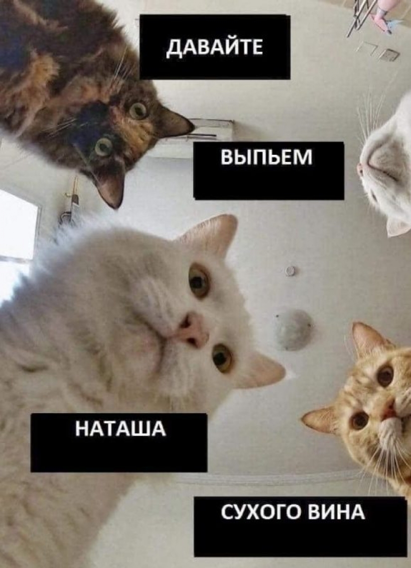"Natasha, get up, we dropped everything": where did the memes about Natasha and cats come from, which are now literally everywhere "Natasha, get up, we dropped everything": where did the memes about Natasha and cats come from, which are now literally everywhere