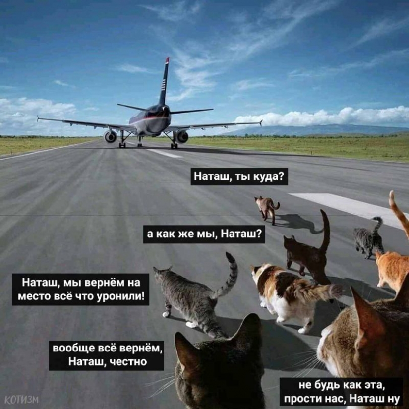"Natasha, get up, we dropped everything": where did the memes about Natasha and cats come from, which are now literally everywhere "Natasha, get up, we dropped everything": where did the memes about Natasha and cats come from, which are now literally everywhere