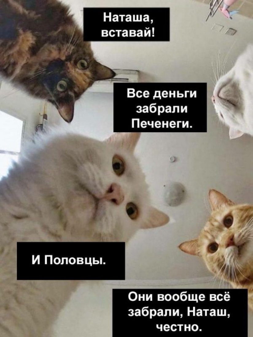 "Natasha, get up, we dropped everything": where did the memes about Natasha and cats come from, which are now literally everywhere "Natasha, get up, we dropped everything": where did the memes about Natasha and cats come from, which are now literally everywhere