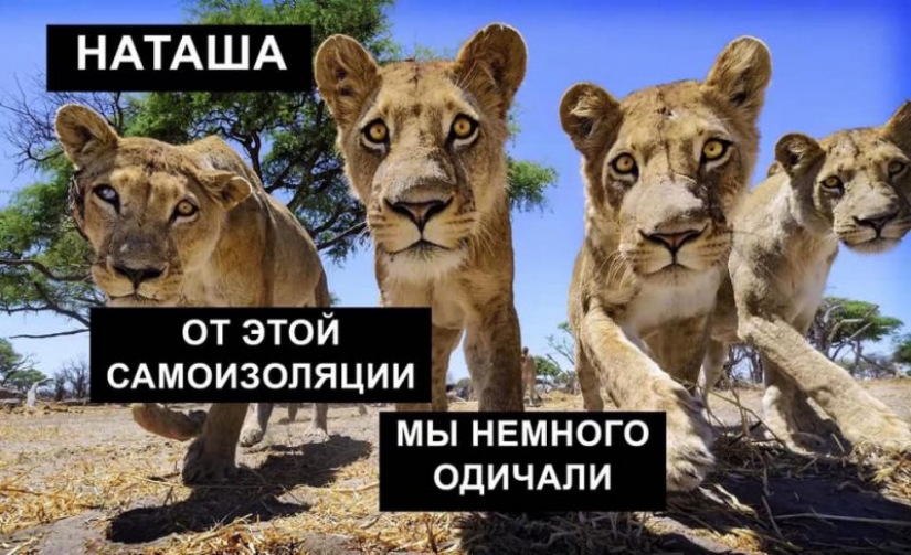 "Natasha, levántate, se nos cayó todo": ¿de dónde vienen los memes sobre Natasha y los gatos, que ahora están literalmente en todas partes