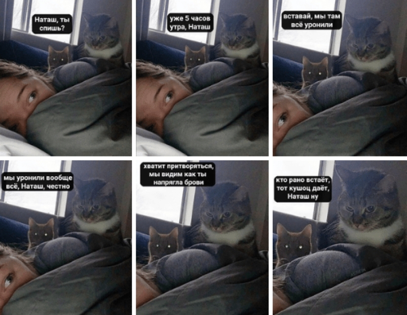 "Natasha, levántate, se nos cayó todo": ¿de dónde vienen los memes sobre Natasha y los gatos, que ahora están literalmente en todas partes