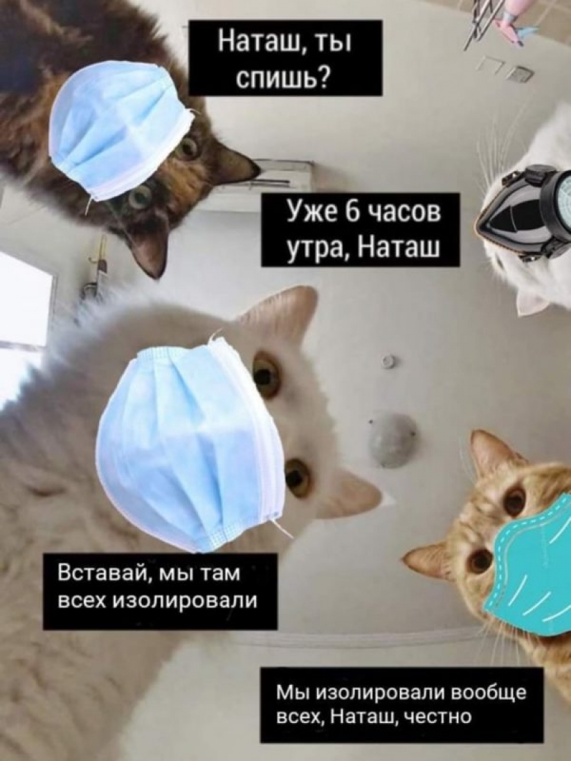 "Natasha, levántate, se nos cayó todo": ¿de dónde vienen los memes sobre Natasha y los gatos, que ahora están literalmente en todas partes