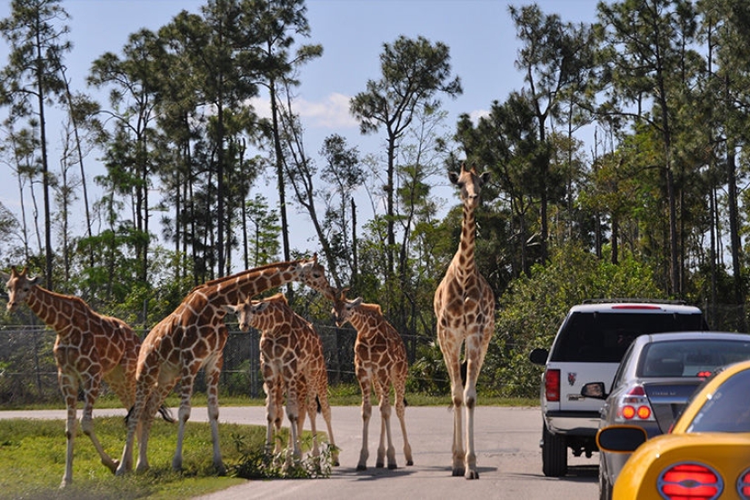 Nature Tourism: Russia vs America