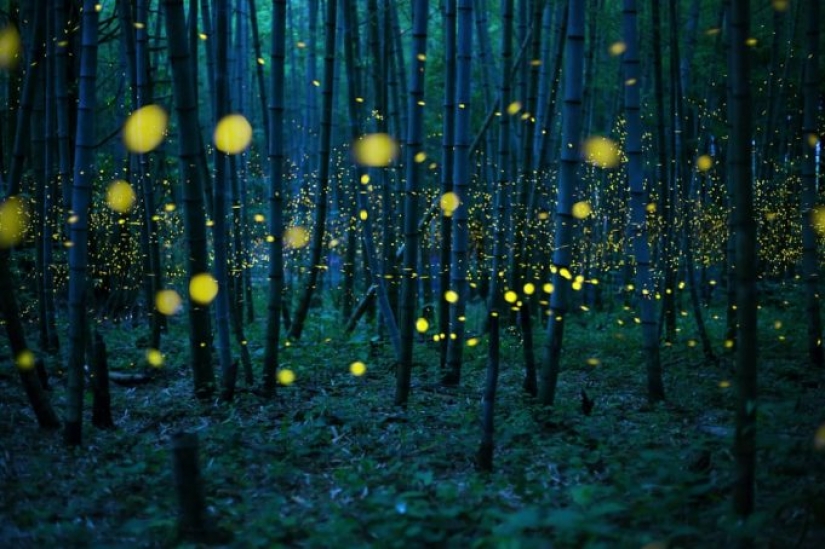 Neon nights: fireflies Neon nights: fireflies