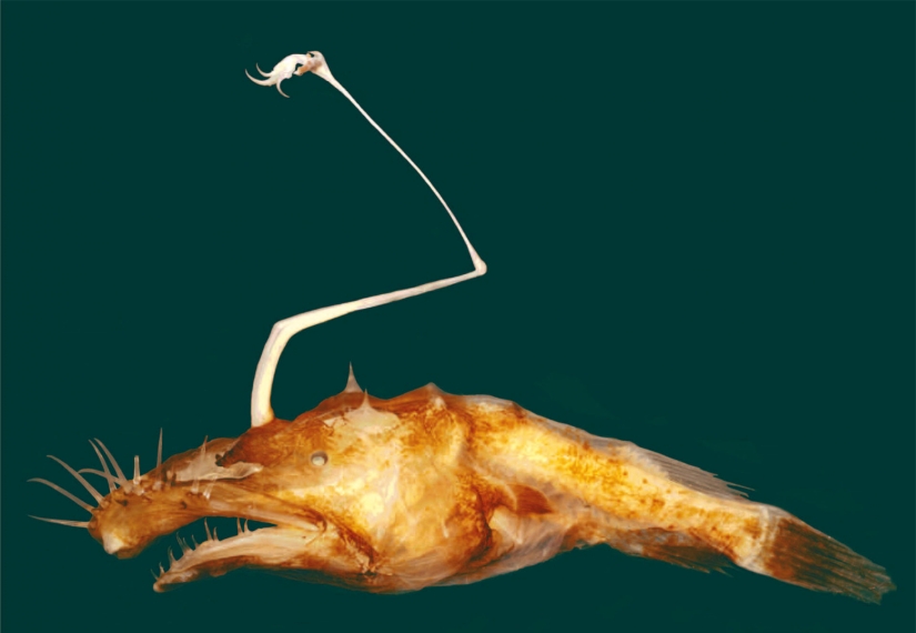 Newly discovered animals you haven't seen yet