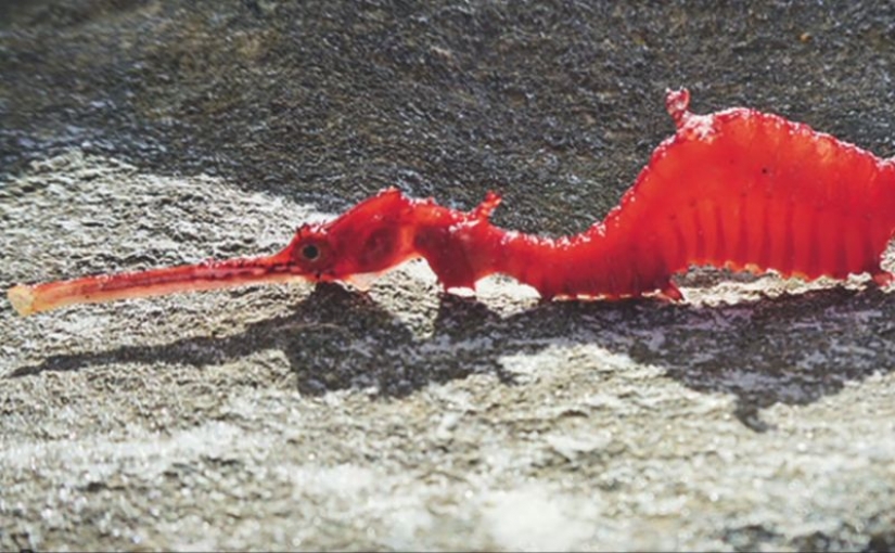 Newly discovered animals you haven't seen yet