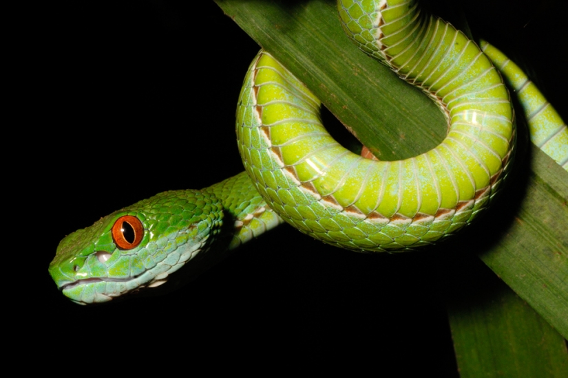 Newly discovered animals you haven't seen yet
